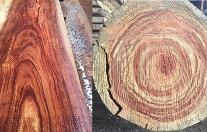 Đọc ngay bài viết này trước khi tìm hiểu gỗ hương xám